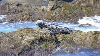 Grey seal on Carraig Fhada (Blaskets trip)